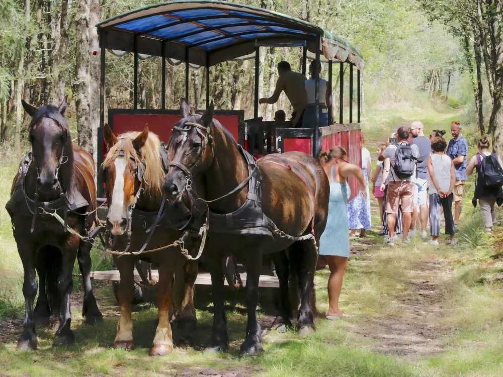 5 balades insolites à faire avec les enfants près de Rennes