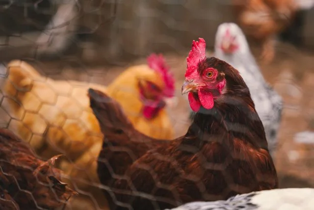 10 fermes pédagogiques à découvrir avec les enfants autour de Rennes