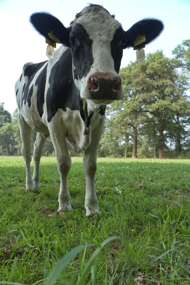 Visite de la ferme Anim’ma Ferme