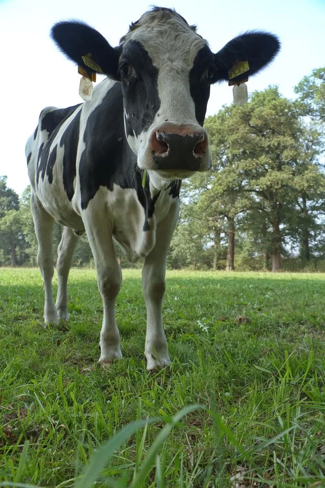 Visite de la ferme Anim’ma Ferme