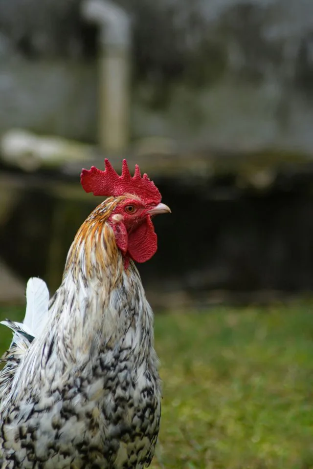 Foire à la basse cour - écomusée de la Bintinais - Rennes