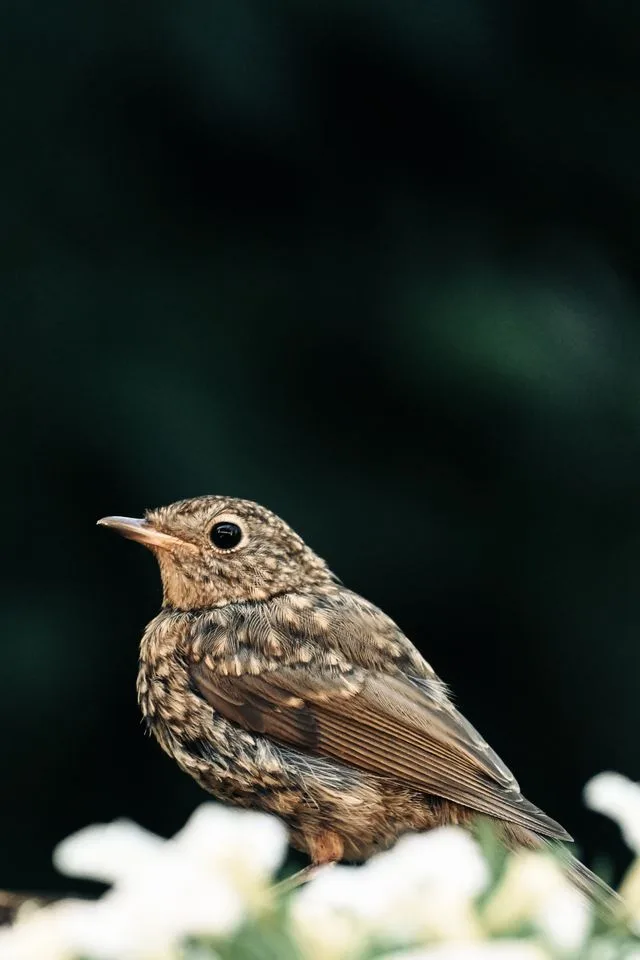 À la découverte des oiseaux des Prairies Saint-Martin avec la LPO