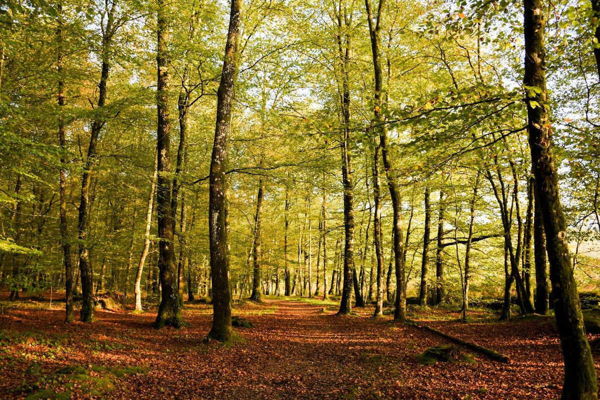 La Fontaine de Saint-Raoul : une randonnée en famille dans la forêt de Rennes
