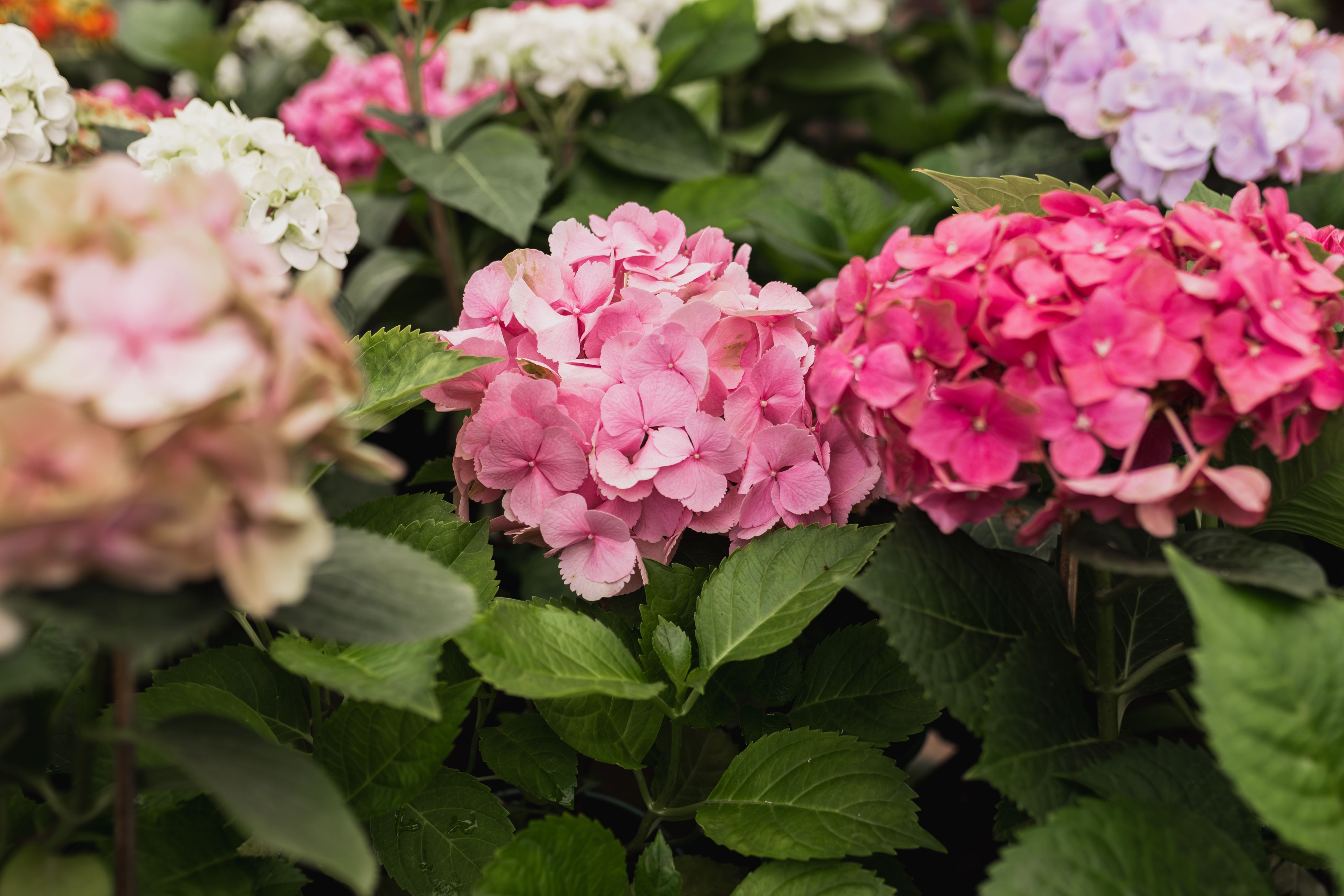 Le Circuit des Hortensias : une balade fleurie en famille à Ploërmel