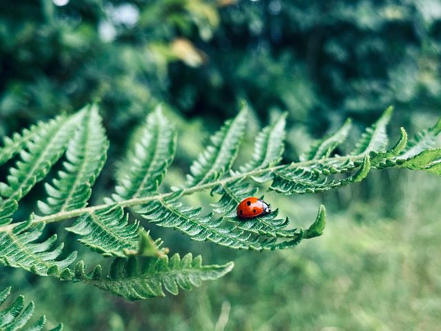 Le sentier de la Coccinelle : une balade ludique en forêt avec les enfants