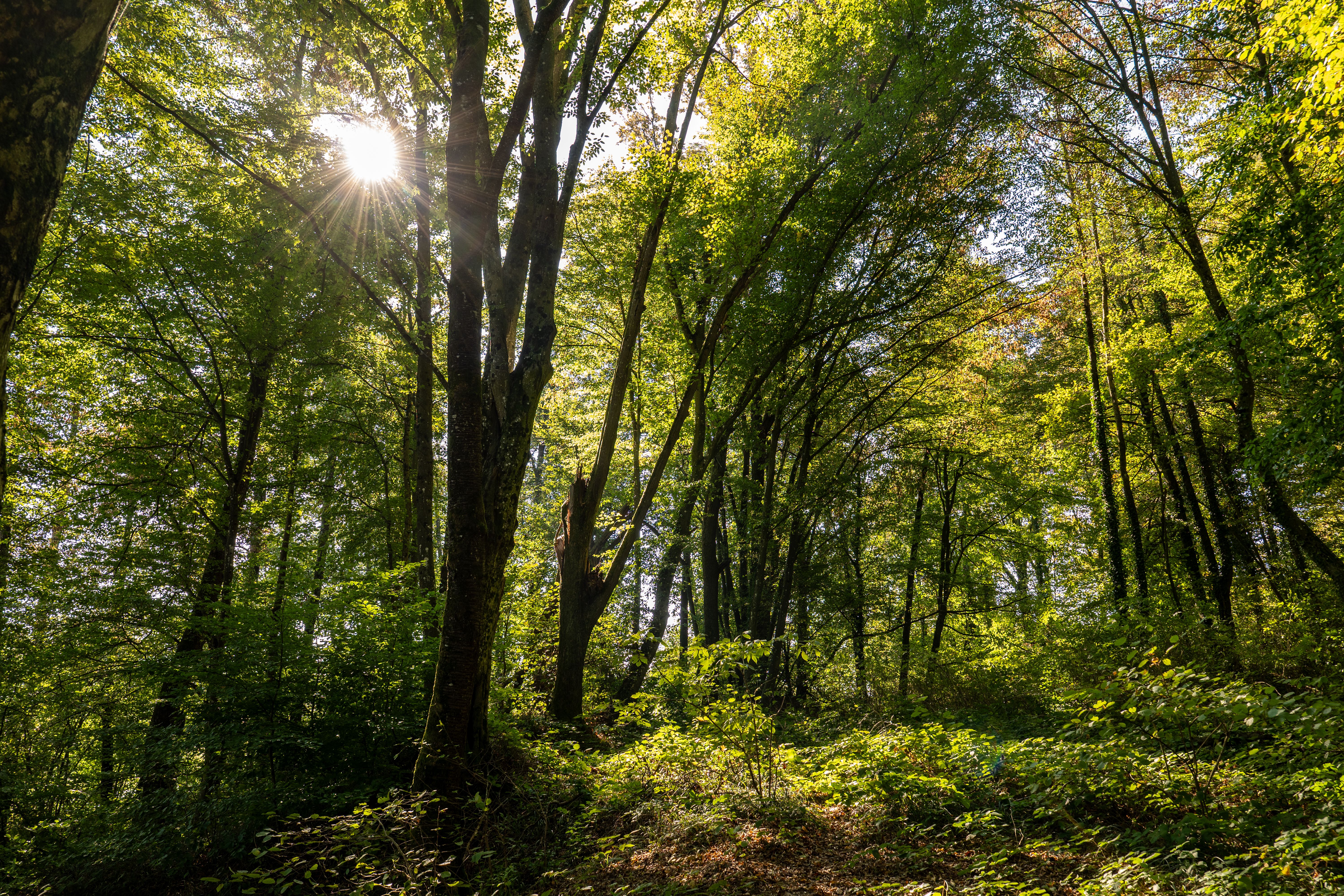 Le Val sans Retour : une randonnée légendaire avec les enfants en Brocéliande