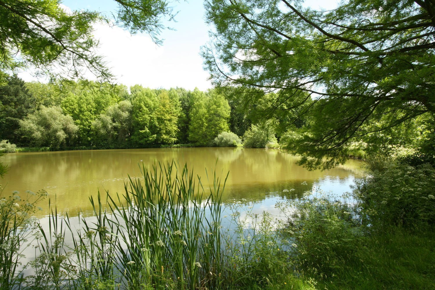 La balade du Pic Vert : une promenade nature avec les enfants aux Gayeulles