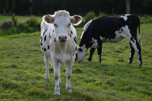Anim’ma Ferme : découvrir la vie d’une vraie ferme laitière avec les enfants