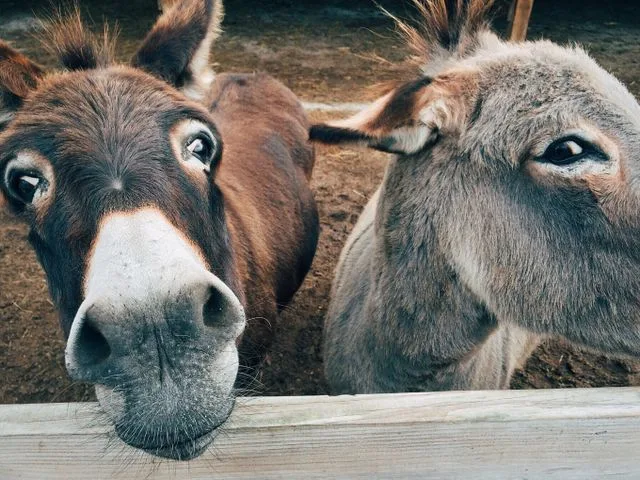 Les Ânes du Canal : rencontrer les animaux et partir en balade avec un âne