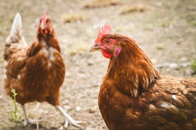 L’Arche de Ma Nature : une ferme-refuge à visiter librement avec les enfants