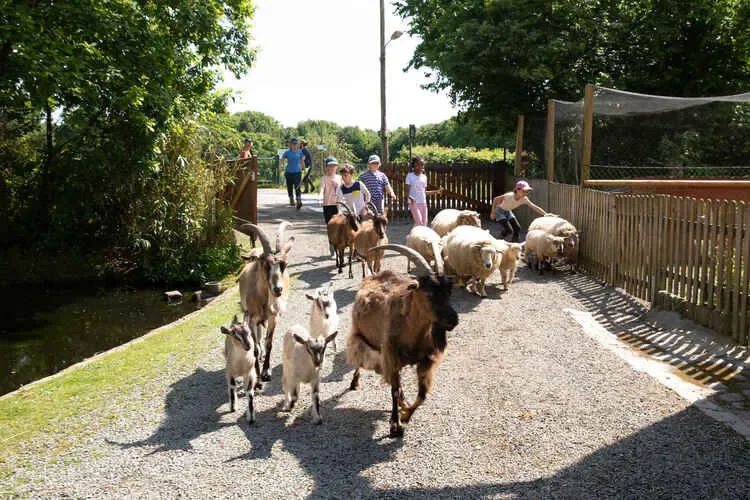 Ferme des Gayeulles : découvrir les animaux de la ferme en plein Rennes